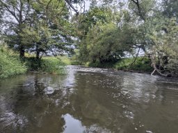 Mainschwimmen Juni 2026